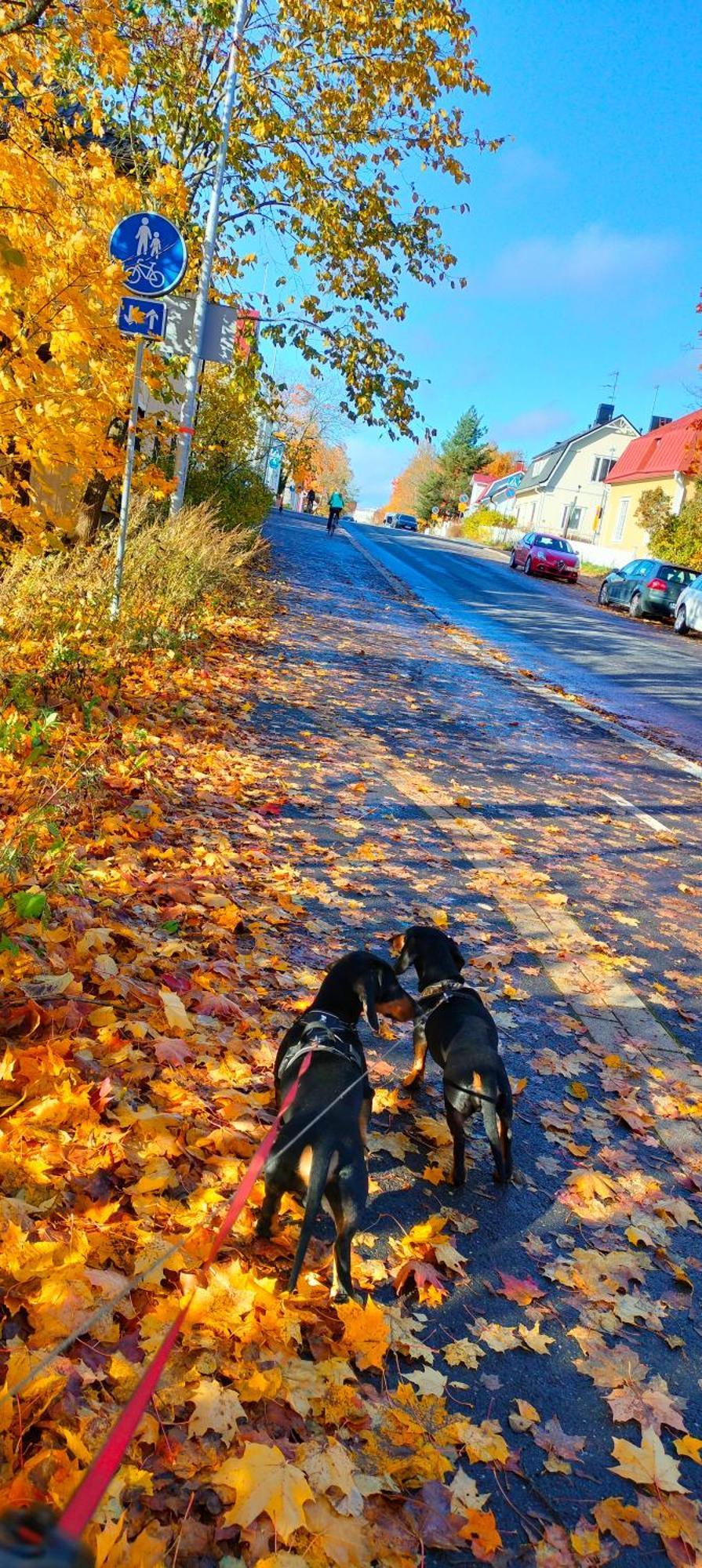 Viinikan Taehti Lemmikkiystaevaellinen Kotimajoitus Daire Tampere Dış mekan fotoğraf